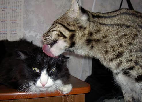 开云网页版-CS2 世界总决赛火爆开幕 s1mple誓要再夺MVP，cs1.62012世界总决赛决赛